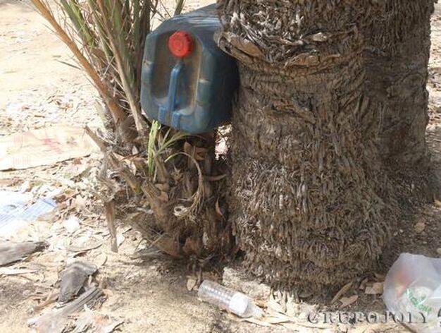 Imagen de una garrafa, vac&iacute;a, depositada en el hueco generado entre dos palmeras.

Foto: Paco Guerrero