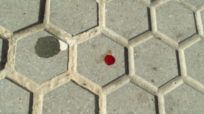 Una gota de sangre del animal.