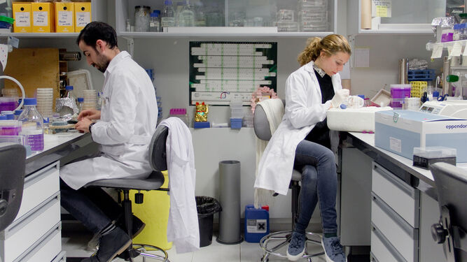 Imagen del Laboratorio  del Centro Andaluz de Biología Molecular y Medicina Regenerativa.