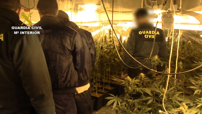 Agentes de la Guardia Civil observan las plantas de marihuana.