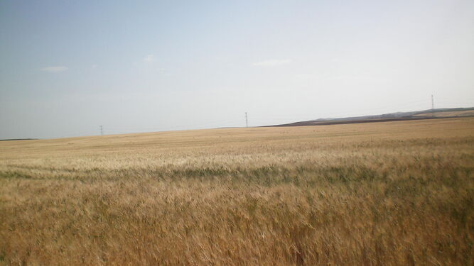 Imagen de un campo de trigo en el que se ven las espigas agostadas por la sequía y los intensos vientos de levante.