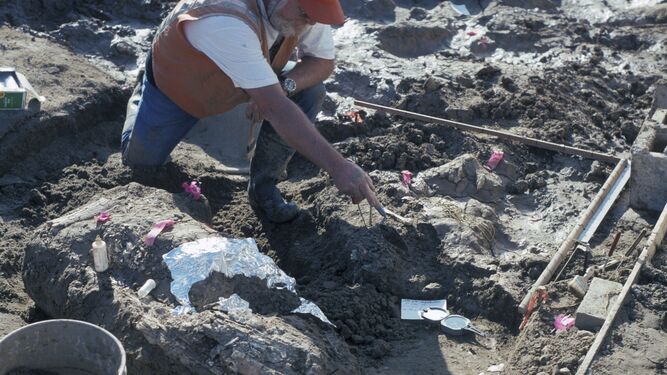 Un paleontólogo inspecciona un yacimiento en San Diego.