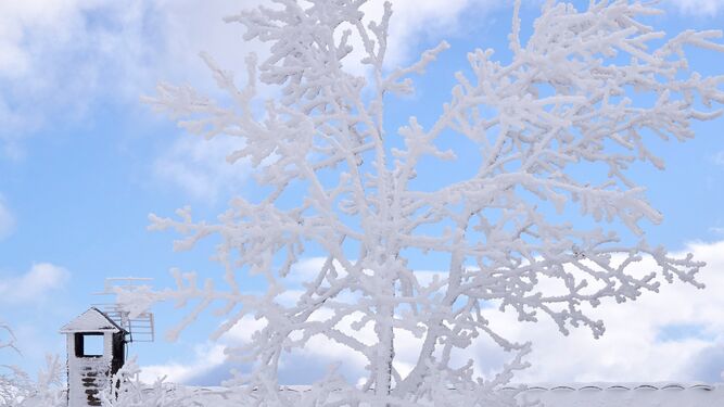 Vista de la monta&ntilde;a lucense en O Cebreiro donde las ramas de los arboles cubiertas de hielo forman fractales.