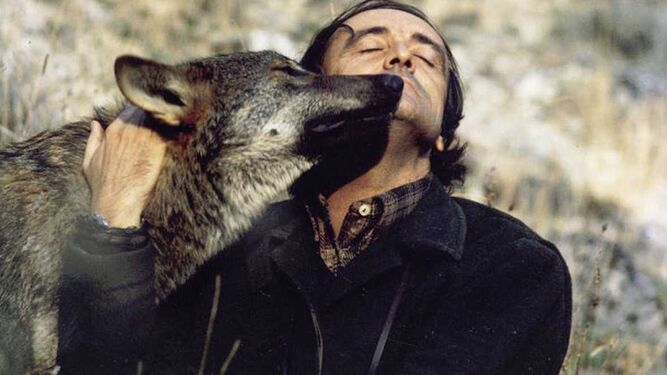 Félix Rodríguez de la Fuente y uno de sus lobos salvados de los furtivos.
