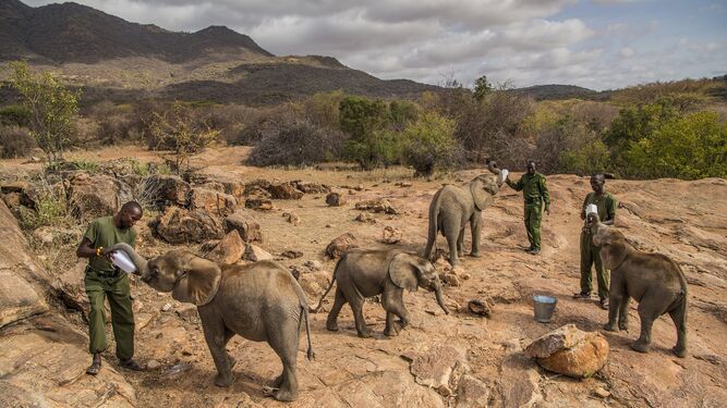 Un grupo de trabajadores alimentando elefantes beb&eacute;s en el Santuario Reteti Elephant, en el norte de Kenia, el 11 de febrero de 2017. Imagen de Ami Vitale, ganadora del primer premio de la categor&iacute;a 'Nature - Stories'.