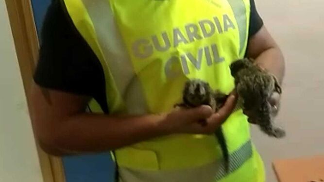 Un agente de la Guardia Civil con los monos recuperados.