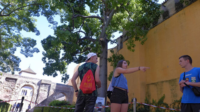 Varios turistas junto al árbol del incidente en el Patio del León.