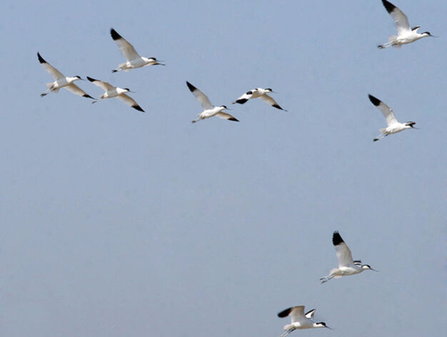 Conjunto de aves sobre el espacio a&eacute;reo de la piscifactoria.

Foto: Bel&eacute;n Vargas