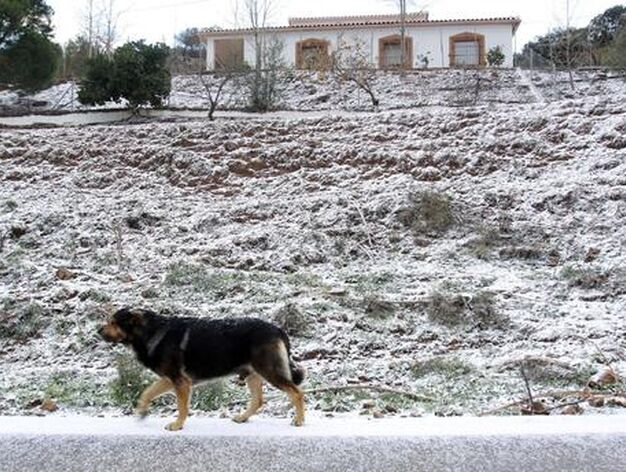 Un perro pasea por la nieve de la carretera de Colmenar. / Migue Fern&aacute;ndez