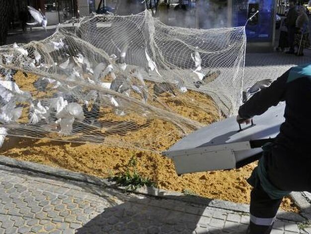 El Ayuntamiento atrapa 500 palomas con el nuevo sistema de ca&ntilde;&oacute;n de redes.

Foto: Juan Carlos V&aacute;zquez