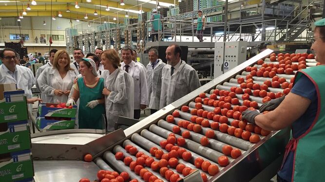 Tomates, pepinos y pimientos son las hortalizas andaluzas que más ingresos generaron de todas las vendidas en los mercados extranjeros.