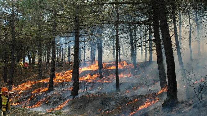 Efectivos del Plan Infoca vienen realizando quemas científico-técnicas en los montes y sierras almerienses dentro de su plan de formación.