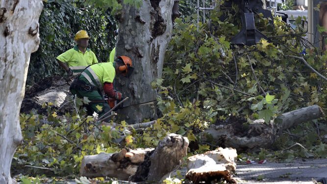 Técnicos de Parques y Jardines durante una tala de árboles por la ciudad.