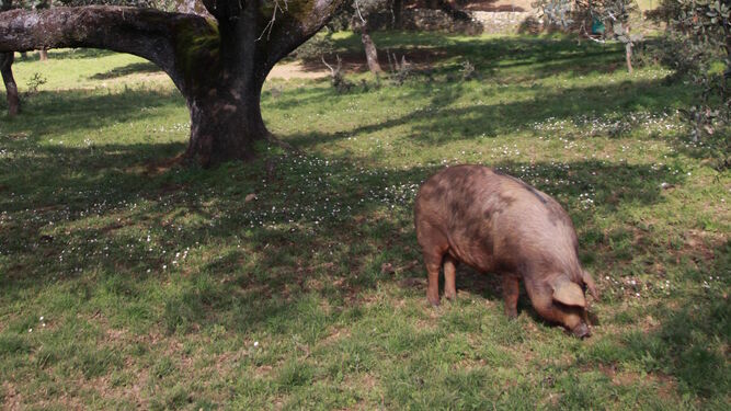 La montanera es la última fase de la cría del cerdo ibérico.
