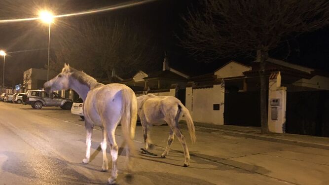 Imagen de archivo de dos caballos que se escaparon en Jerez