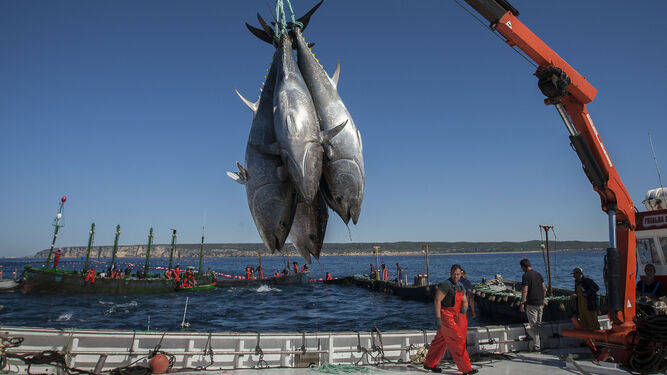 Captura del atún rojo en las almadrabas gaditanas