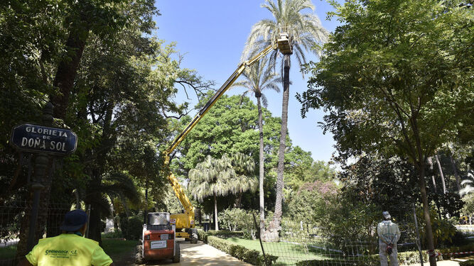 Unos operarios realizan trabajos en una de las palmeras de gran porte del Parque de María Luisa.