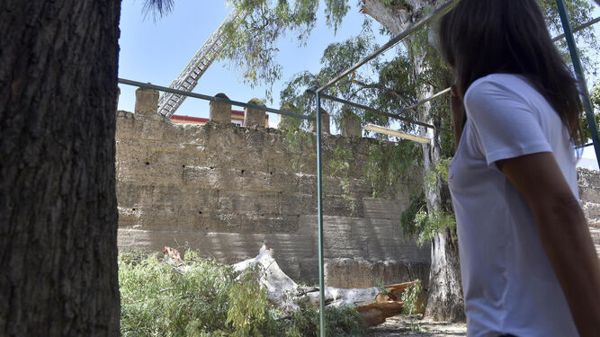 La concejal del PP Evelia Rincón observa la nueva rama  caída sobre la muralla de la Macarena.