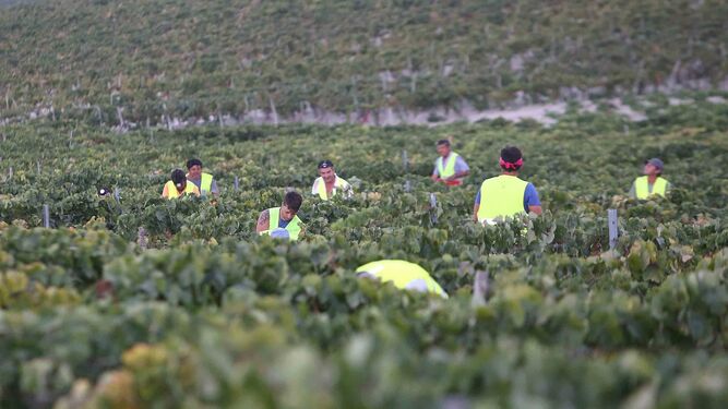 Imagen de los trabajadores que se aprestan a la recogida de la uva desde antes de la amanecida para que el calor no estropee el fruto.