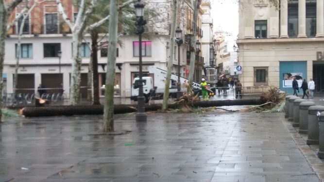 Una palmera cae en plena Plaza Nueva
