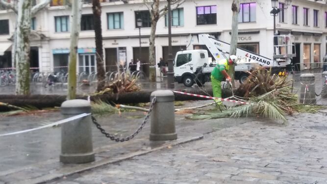 Una palmera cae en plena Plaza Nueva