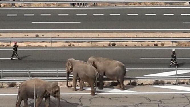 Varios elefantes cortan la A-30 tras un accidente del cami&oacute;n que los transportaba.