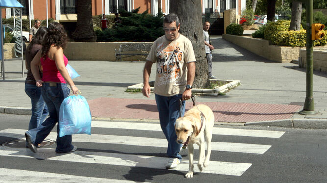 Un invidente cruza la calzada ayudado por su perro guía.
