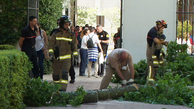 Los bomberos y Parques y Jardines cortan la rama caída en el Patio del León en el Alcázar.