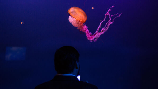 Unas mil medusas de doce especies han llegado de diversos rincones del mundo.