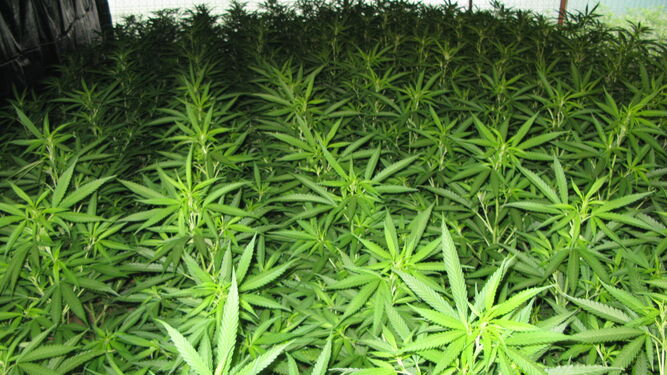 La plantación de marihuana.