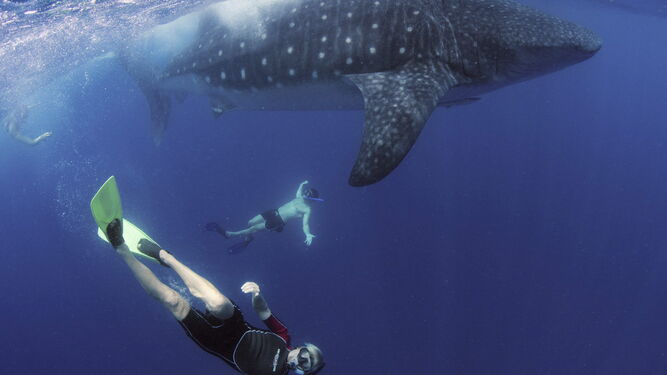Buceadores nadan junto a una ballena