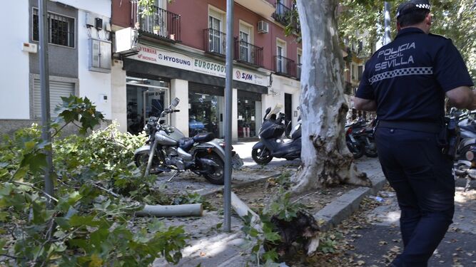 Árbol caído encima de moto en la Avenida de Cádiz.