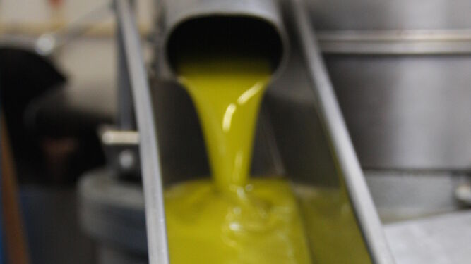 Producción de aceite de oliva en una almazara andaluza.