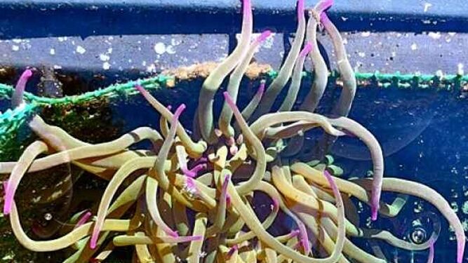 Anémona de mar (Anemonia sulcata).