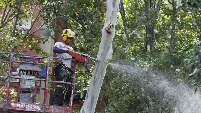 Operarios de las empresas cortan un árbol con motosierra en la avenida de Cádiz.