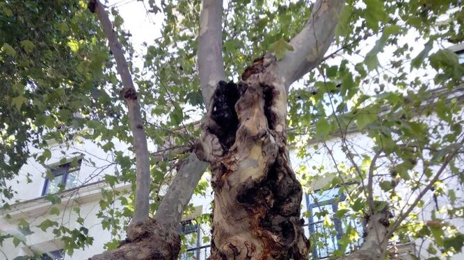 Estado de uno de los árboles que fueron talados en la avenida de Cádiz.