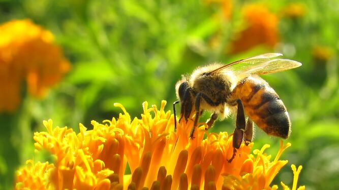 Es fundamental ir al alergólogo tras sufrir una reacción alérgica por una picadura de abeja o avispa.