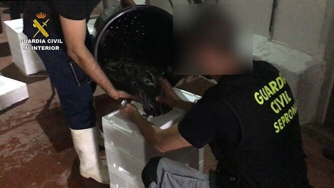 Seprona confisca 477 kilos de anguilas pescadas ilegalmente