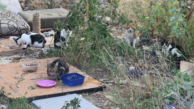 Una colonia de gatos en un solar abandonado.