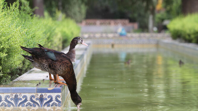 Un pato bebe de un estanque en el Parque de María Luisa.