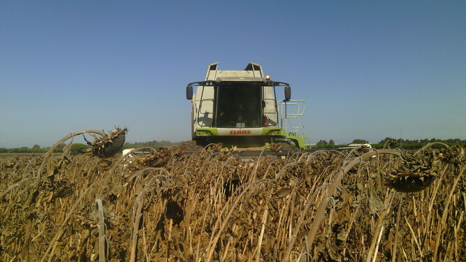 Máquina cosechando un campo de girasol.