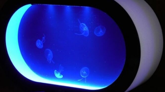 Un acuario para medusas