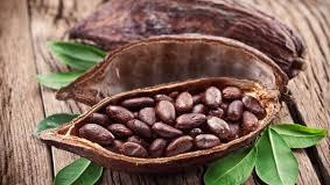 Granos de cacao, fruto del que nace el chocolate