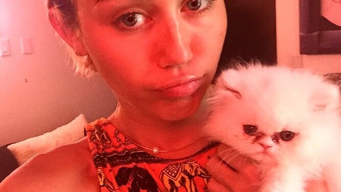 Shanti, el gatito de Miley Cyrus.