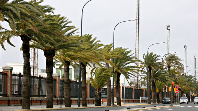 Palmeras azotadas por las fuertes rachas de viento registradas en Huelva.