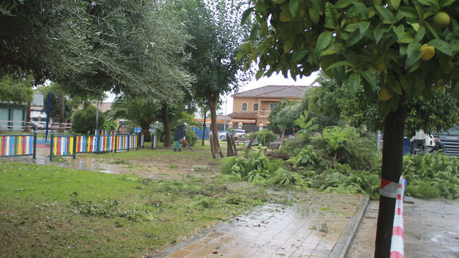 Ramas de árboles caídas tras el tornado en San José de la Rinconada.