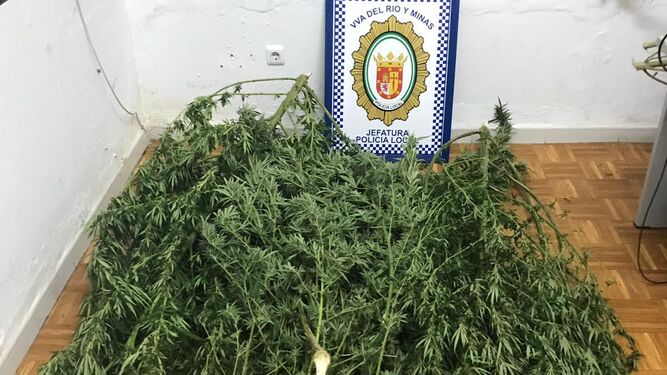 Intervenidas tres plantaciones de marihuana en Villanueva del Río y Minas