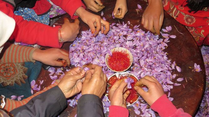 Una familia marroquí separa el pistilo de la flor de azafrán