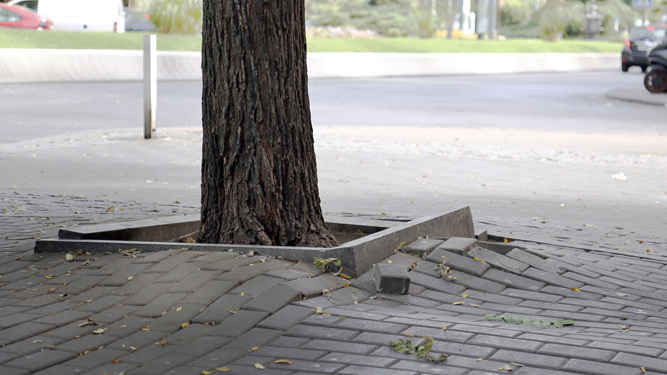 Preocupación en Nervión por daños en viviendas por las raíces de los árboles