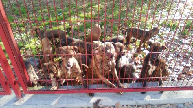 Los 18 perros abandonados en un parque de La Corza en Sevilla.